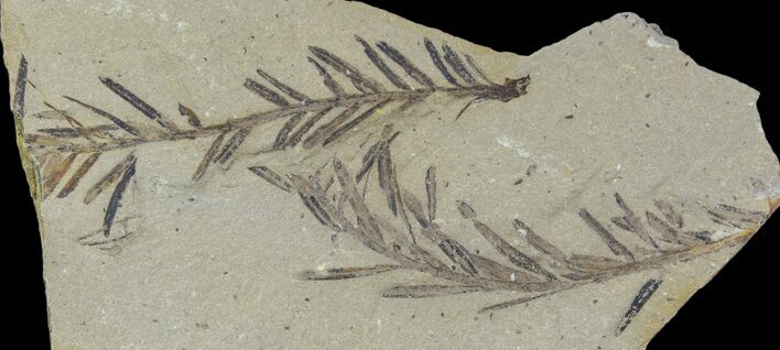 Metasequoia (Dawn Redwood) Fossils - Montana #85746